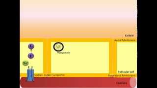 Thyroid Hormone Synthesis [upl. by Larrej]