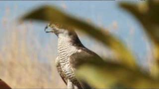 goshawk hunting crow [upl. by Wendelin657]