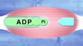 Anaerobic System Anaerobic glycolysis [upl. by Einot]