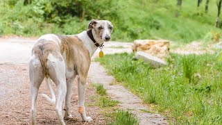 Impress Everyone with These Amazing Whippet Training Tricks [upl. by Lister]