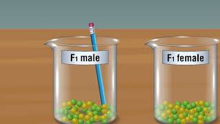 MENDELS LAW OF SEGREGATION [upl. by Ramas]