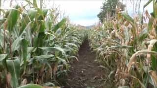 Maize crop ready for harvest [upl. by Julide]