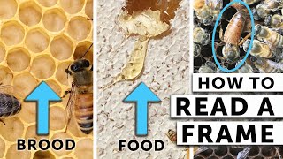 How to Read a Frame When Checking Your Bees  What the Beekeeper Does  Beekeeping for Beginners [upl. by Siseneg192]