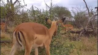 Impala rams spar at Cat Eye pan [upl. by Azilef627]