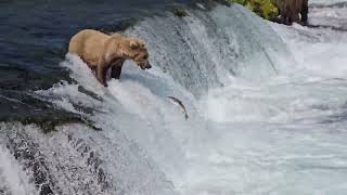 Brooks Falls Fishing [upl. by Eldreda667]