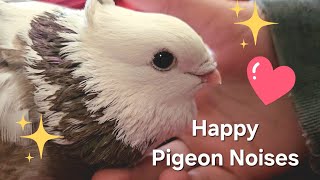 Happy Pigeon Noises [upl. by Holsworth]