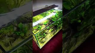 Update A LowTech Tank Natural Aquascape 40cm after 8 weeks aquascape lowtechtank [upl. by Arney]