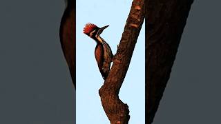 Woodpecker Sound [upl. by Nosyaj]