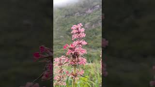 Trek to Langtang [upl. by Arihsan]