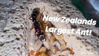 Dracula Ants New Zealands Largest Ant An Ant Collection Update [upl. by Nannaihr]