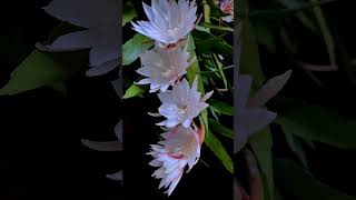 TIME LAPSE NightBlooming Jasmine  Natures Magical Moment [upl. by Haidebez]