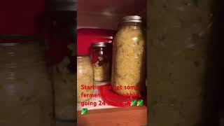 Sauerkraut 24hour update farming preservation fermentedfoods [upl. by Welcy]