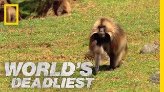 Gelada vs Gelada  Worlds Deadliest [upl. by Mellins]