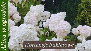 Hortensje bukietowe  koniec lipca [upl. by Nasaj215]