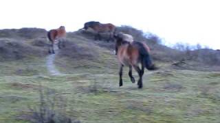 Paarden op de LanderumerheideAVI [upl. by Zenas]