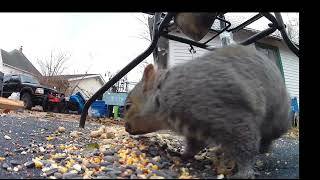 Squirrel TailSmacked my Camera😂 [upl. by Dru]