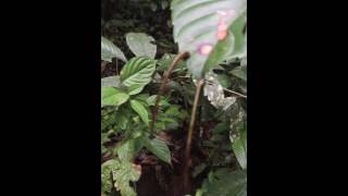 DANCING TIGER LEECHES BORNEO [upl. by Amsden]