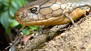 Watch Two King Cobras Romance Each Other [upl. by Chatterjee]