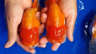 Ranchu gold fish  CÃ¡ vÃ ng oranda [upl. by Meredith]