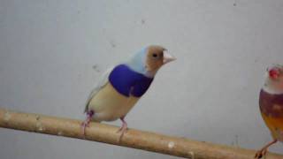 silver Gouldian [upl. by Rosenbaum]