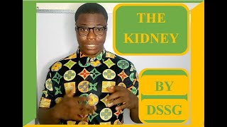 DESCRIPTION OF THE KIDNEY BY DSSG NATION [upl. by Euqinorev]