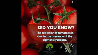 The Surprising Science Behind Why Tomatoes Are Red shorts viralvideo satisfying fruit tomato [upl. by Enaid41]