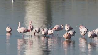 Flamingos Greater Flamingo Phoenicopteriformes [upl. by Gatias322]