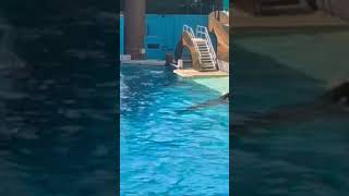 Whale Wonders Making a Splash at SeaWorld July 2024 [upl. by Yxel572]