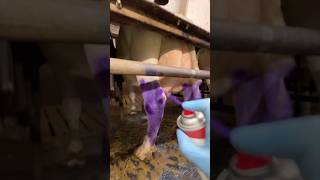 Disinfection of the cow udder [upl. by Assyli]