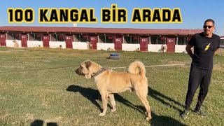 100 KÖPEKLİK DEVASA KANGAL ÇİFTLİĞİ  TRUVA KANGAL [upl. by Peckham]