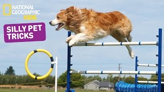 The Best Pet Tricks  Nat Geo Kids Pet Tricks Playlist [upl. by Bussy]