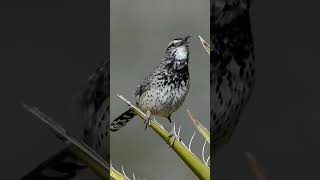 Burung cucak kombonya Amerika birds aviarysederhana wildlife aviaryminimalis nature [upl. by Vilma469]