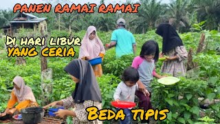 BAHAGIA BERSAMA ANAK ISTRIPANEN KULAT SISIR RAMAI RAMAI DI KEBUN [upl. by Eetak]