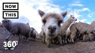 Alpacas of the Andes Mountains in Peru  Unframed by Gear 360  NowThis [upl. by Enelyak]