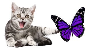 Butterfly on the screen to make fun with cat  cat game [upl. by Atirabrab]