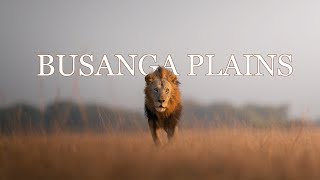 My New FAVOURITE Safari Location  BUSANGA PLAINS [upl. by Naujled]