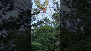 See one langur came to our garden and ate leaves 🐒 [upl. by Millisent]