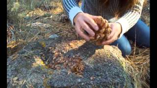 How to harvest pine nuts in the forest [upl. by Symon]