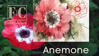 Red Anemone Flower  WatercolorAquarela  Demo [upl. by Naresh]