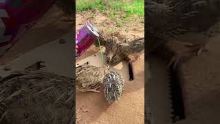 Really Good Underground Quail Trap Using Paper Box And Cans [upl. by Meadow]