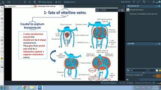 Development of veins  Dr Ahmed Farid [upl. by Darci]