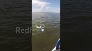 Chandeleur Islands 40 Miles Out  Sight Fished Monster fishinglife fish fishing shorts redfish [upl. by Candy]