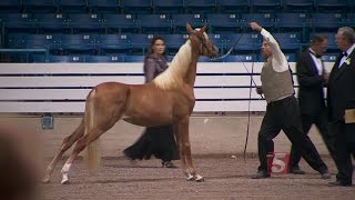 Horses Face New Tests At Shelbyvilles Walking Horse Celebration [upl. by Ayiotal850]