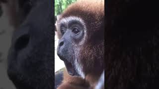 Monkey screams and spins then disappears [upl. by Kulda]