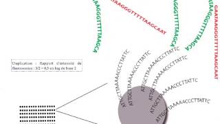 les techniques de cytogénétique partie 6 [upl. by Adirehs1]