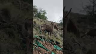 Huemul reserva aysenpatagonia patagoniachilena carreteraaustral [upl. by Moonier]