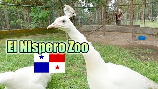 El Nispero Zoo  El valle de Anton  Panama [upl. by Dearman]