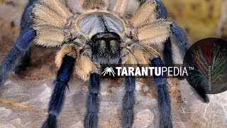 The Socotra Island Blue Baboon Spider [upl. by Ahsets491]