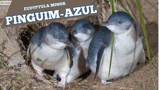 Pinguimazul  Blue Penguin [upl. by Patsy]