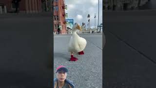 Redfooted duck running duck funny shortvideo [upl. by Haleak]